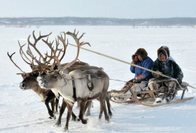 Climate change: 80,000 reindeer starve to death as Arctic sea ice retreats